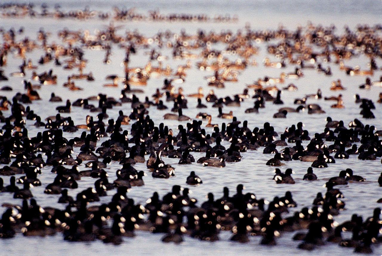 KENNEDY SPACE CENTER, FLA. -- Coots draw together (foreground) in the waters of the Merritt Island National Wildlife Refuge, which shares a boundary with Kennedy Space Center. They are often seen in the Indian River and Banana Creek swimming together in large groups such as these. Other birds, mainly ducks, swim nearby. Coots are readily identified by their slate-gray bodies and conspicuous white bill. They inhabit open ponds and marshes from southern Canada to northern South America. Excellent swimmers and divers, they eat various aquatic plants, but also feed on seeds grass and waste grain on land. The 92,000-acre refuge is a habitat for more than 330 species of birds, 31 mammals, 117 fishes and 65 amphibians and reptiles. The marshes and open water of the refuge provide wintering areas for 23 species of migratory waterfowl, as well as a year-round home for great blue herons, great egrets, wood storks, cormorants, brown pelicans and other species of marsh and shore birds