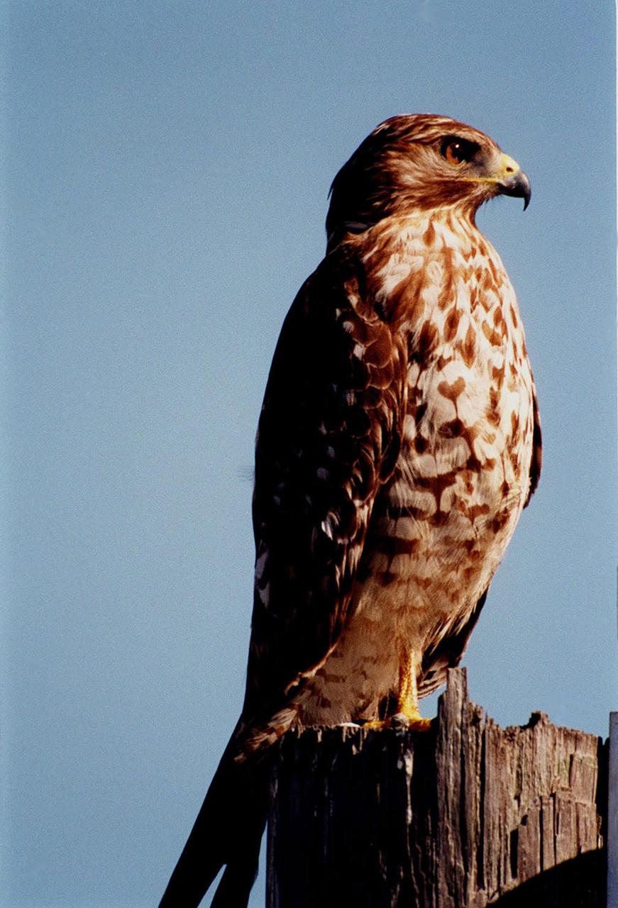 KENNEDY SPACE CENTER, FLA. -- Near a road at Kennedy Space Center, a red-shouldered hawk perches on a weathered tree stump. Red-shouldered hawks are large, long-winged, with rust-barred underparts, reddish shoulders, a narrowly banded tail, and a translucent area ner the tip of the wing. It ranges from Minnesota and New Brunswick south to the Gulf Coast, including Florida. It prefers deciduous woodlands, especially where there is standing water as in swampy woods and bogs. Kennedy Space Center shares a boundary with the Merritt Island National Wildlife Refuge that is a habitat for more than 331 species of birds, 31 mammals, 117 fishes, and 65 amphibians and reptiles. The marshes and open water of the refuge provide wintering areas for 23 species of migratory waterfowl, as well as a year-round home for great blue herons, great egrets, wood storks, cormorants, brown pelicans and other species of marsh and shore birds, as well as a variety of insects.