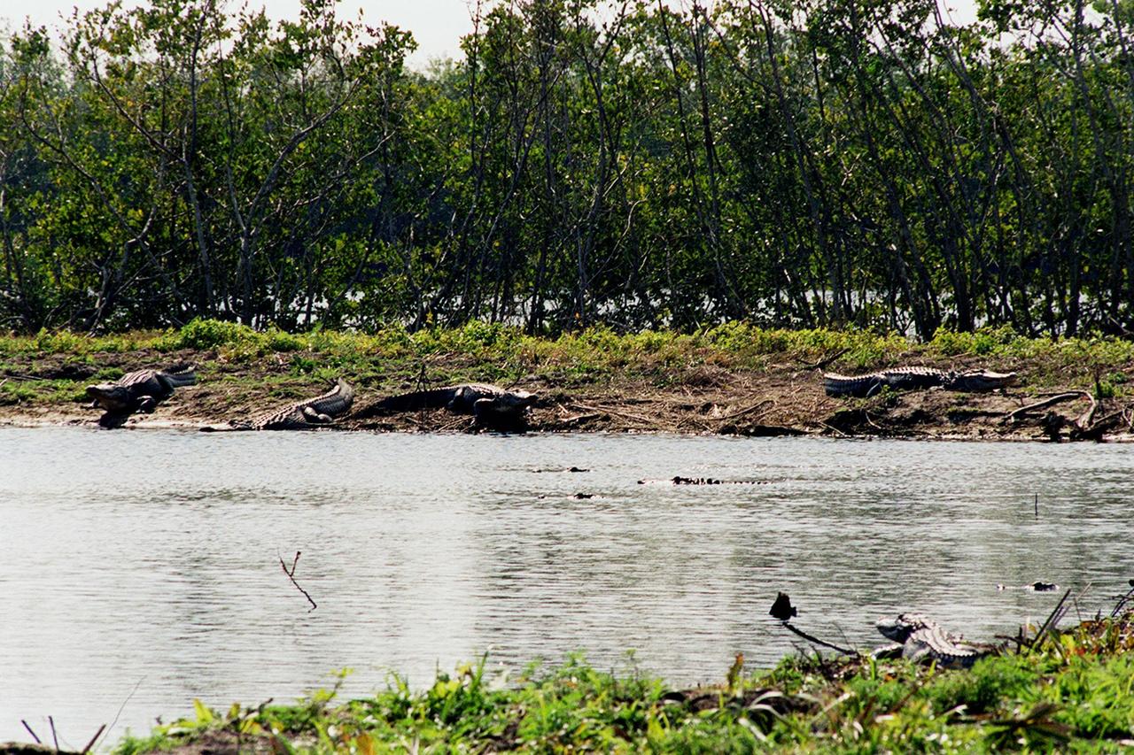 KENNEDY SPACE CENTER, FLA. -- This pond near Schwartz Rd. at Kennedy Space Center is host to a least the nine alligators shown on the banks and in the water. Nearly 5,000 alligators can be found in canals, ponds, and waterways throughout the Center and the Merritt Island National Wildlife Refuge, which shares a boundary with the Center. American alligators feed and rest in the water, and lay their eggs in dens they dig into the banks. The young alligators spend their first several weeks in these dens. The Wildlife Refuge encompasses 92,000 acres that are a habitat for more than 331 species of birds, 31 mammals, 117 fishes, and 65 amphibians and reptiles. The marshes and open water of the refuge provide wintering areas for 23 species of migratory waterfowl, as well as a year-round home for great blue herons, great egrets, wood storks, cormorants, brown pelicans and other species of marsh and shore birds, as well as a variety of insects