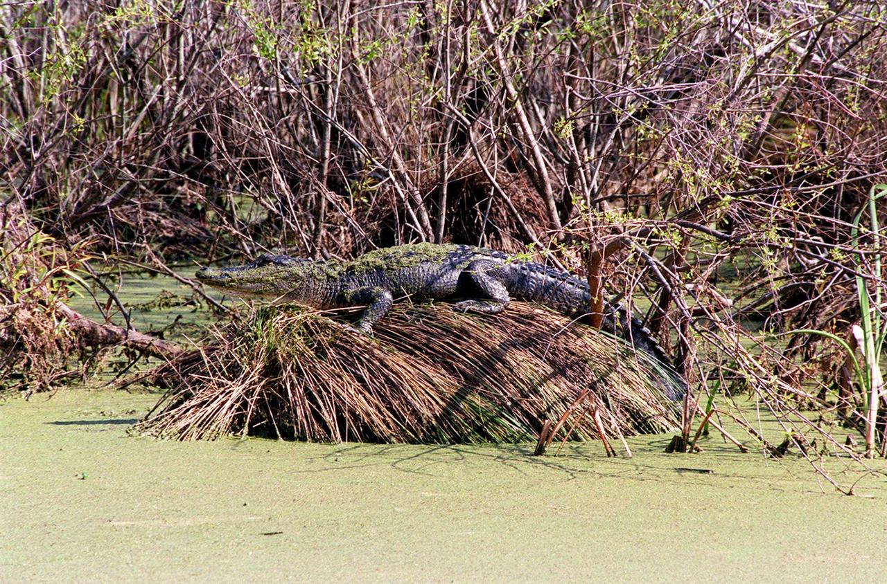 KENNEDY SPACE CENTER, FLA. -- On top of what may be a nest on the edge of an algae-coated canal near Schwartz Rd. at Kennedy Space Center, a moss-covered alligator rests while keeping a wary eye open for trespassers. Nearly 5,000 alligators can be found in canals, ponds, and waterways throughout the Center and the Merritt Island National Wildlife Refuge, which shares a boundary with the Center. American alligators feed and rest in the water, and usually lay their eggs in dens they dig into the banks. The young alligators spend their first several weeks in these dens. The Wildlife Refuge encompasses 92,000 acres that are a habitat for more than 331 species of birds, 31 mammals, 117 fishes, and 65 amphibians and reptiles. The marshes and open water of the refuge provide wintering areas for 23 species of migratory waterfowl, as well as a year-round home for great blue herons, great egrets, wood storks, cormorants, brown pelicans and other species of marsh and shore birds, as well as a variety of insects