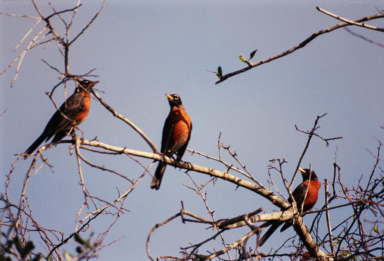 KENNEDY SPACE CENTER, FLA. -- In a wooded area of Kennedy Space Center, robins gather on a tree branch just beginning to show new Spring growth. A member of the thrush family, robins inhabit towns, gardens, open woodlands and agricultural lands. They range through most of North America, spending winters in large roosts mostly in the United States but also Newfoundland, southern Ontario and British Columbia. The Center shares a boundary with the Merritt Island National Wildlife Refuge, a haven and habitat for more than 331 species of birds. The Refuge encompasses 92,000 acres that are also a habitat for 31 mammals, 117 fishes, and 65 amphibians and reptiles. The marshes and open water of the refuge provide wintering areas for 23 species of migratory waterfowl, as well as a year-round home for great blue herons, great egrets, wood storks, cormorants, brown pelicans and other species of marsh and shore birds, as well as a variety of insects