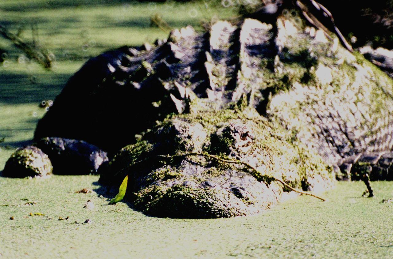 KENNEDY SPACE CENTER, FLA. -- An algae-covered alligator keeps a wary eye open as it rests in one of the ponds at Kennedy Space Center. American alligators feed and rest in the water, and lay their eggs in dens they dig into the banks. The young alligators spend their first several weeks in these dens. The Center shares a boundary with the Merritt Island National Wildlife Refuge, which encompasses 92,000 acres that are a habitat for more than 331 species of birds, 31 mammals, 117 fishes, and 65 amphibians and reptiles. The marshes and open water of the refuge provide wintering areas for 23 species of migratory waterfowl, as well as a year-round home for great blue herons, great egrets, wood storks, cormorants, brown pelicans and other species of marsh and shore birds, as well as a variety of insects