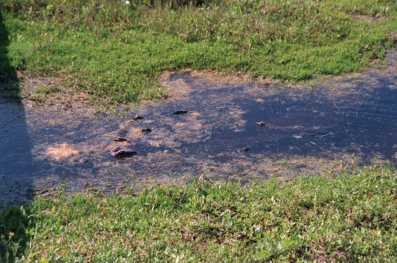 In the water near Kennedy Space Center, a mother alligator gathers her six offspring. American alligators feed and rest in the water, and lay their eggs in dens they dig into the banks. The young alligators spend their first several weeks in these dens. The Center shares a boundary with the Merritt Island National Wildlife Refuge, which encompasses 92,000 acres that are a habitat for more than 331 species of birds, 31 mammals, 117 fishes, and 65 amphibians and reptiles. The marshes and open water of the refuge provide wintering areas for 23 species of migratory waterfowl, as well as a year-round home for great blue herons, great egrets, wood storks, cormorants, brown pelicans and other species of marsh and shore birds, as well as a variety of insects