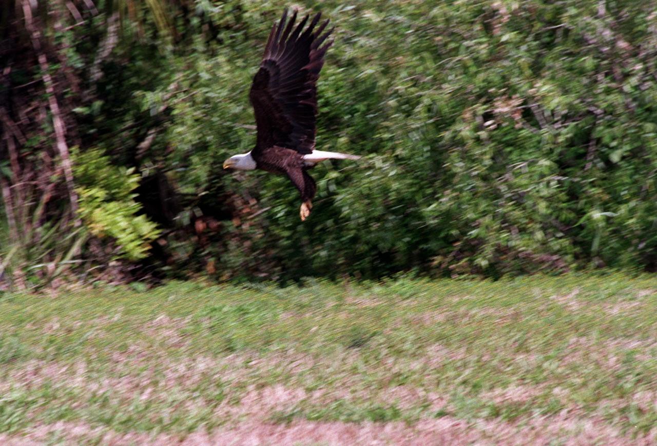 KENNEDY SPACE CENTER, FLA. -- On the grounds of the Kennedy Space Center, a bald eagle takes wing away from two vultures at the site of an undetermined carcass. The Southern Bald Eagle ranges throughout Florida and along the coasts of California, Texas, Louisiana, and the south Atlantic states. Bald eagles are listed as endangered in the U.S., except in five states where they are listed as threatened. The number of nesting pairs of the southern race once numbered several thousand; recent estimates are only 350-375. Most of the southern race nests in Florida. Eagles arrive at KSC during late summer and leave for the north in late spring. They move to nest sites in October and November and lay one to three eggs. The young fledge from February to April. KSC shares a boundary with the Merritt Island National Wildlife Refuge, which encompasses 92,000 acres that are a habitat for more than 331 species of birds, 31 mammals, 117 fishes, and 65 amphibians and reptiles. The marshes and open water of the refuge provide wintering areas for 23 species of migratory waterfowl, as well as a year-round home for great blue herons, great egrets, wood storks, cormorants, brown pelicans and other species of marsh and shore birds, as well as a variety of insects