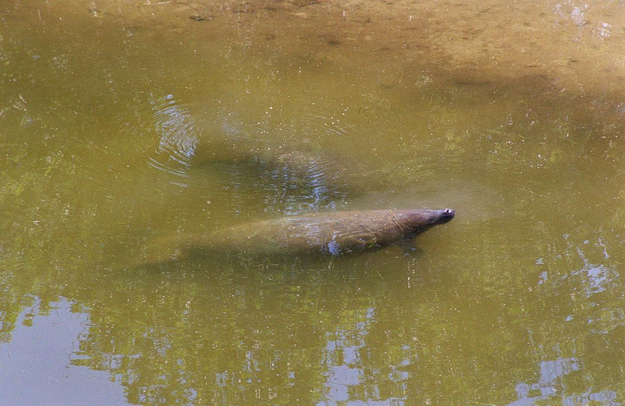 In waters on Kennedy Space Center, two manatees are seen leisurely swimming. In winter they gather in Florida's warm water rivers and inland springs. KSC shares a boundary with the Merritt Island National Wildlife Refuge, which encompasses 92,000 acres that are a habitat for more than 331 species of birds, 31 mammals, 117 fishes, and 65 amphibians and reptiles. The marshes and open water of the refuge provide wintering areas for 23 species of migratory waterfowl, as well as a year-round home for great blue herons, great egrets, wood storks, cormorants, brown pelicans and other species of marsh and shore birds, as well as a variety of insects