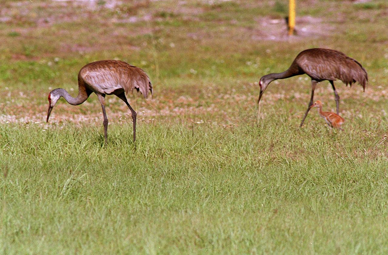 A pair of Sandhill Cranes searches for food with their still-fluffy fledgling close by. The trio have been seen wandering the grassy areas in the KSC Launch Complex 39 area. Sandhill cranes range from Siberia, Alaska and Arctic islands to Michigan, Minnesota and California; from Florida to Texas. They prefer large freshwater marshes, prairie ponds and marshy tundra. KSC shares a boundary with the Merritt Island National Wildlife Refuge, which encompasses 92,000 acres that are a habitat for more than 331 species of birds, 31 mammals, 117 fishes, and 65 amphibians and reptiles. The marshes and open water of the refuge provide wintering areas for 23 species of migratory waterfowl, as well as a year-round home for great blue herons, great egrets, wood storks, cormorants, brown pelicans and other species of marsh and shore birds, as well as a variety of insects