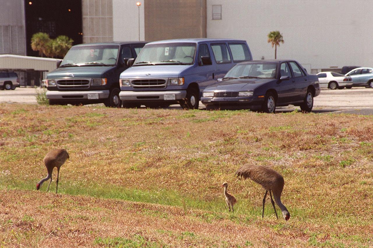 While the sandhill crane parents search for food in front of the Vehicle Assembly Building, their still-featherless baby nearby tests its voice. The cranes have been a constant sight in the Launch Complex 39 area during the month of May. Sandhill cranes range from Siberia, Alaska and Arctic islands to Michigan, Minnesota and California; from Florida to Texas. They prefer large freshwater marshes, prairie ponds and marshy tundra. KSC shares a boundary with the Merritt Island National Wildlife Refuge, which encompasses 92,000 acres that are a habitat for more than 331 species of birds, 31 mammals, 117 fishes, and 65 amphibians and reptiles. The marshes and open water of the refuge provide wintering areas for 23 species of migratory waterfowl, as well as a year-round home for great blue herons, great egrets, wood storks, cormorants, brown pelicans and other species of marsh and shore birds, as well as a variety of insects