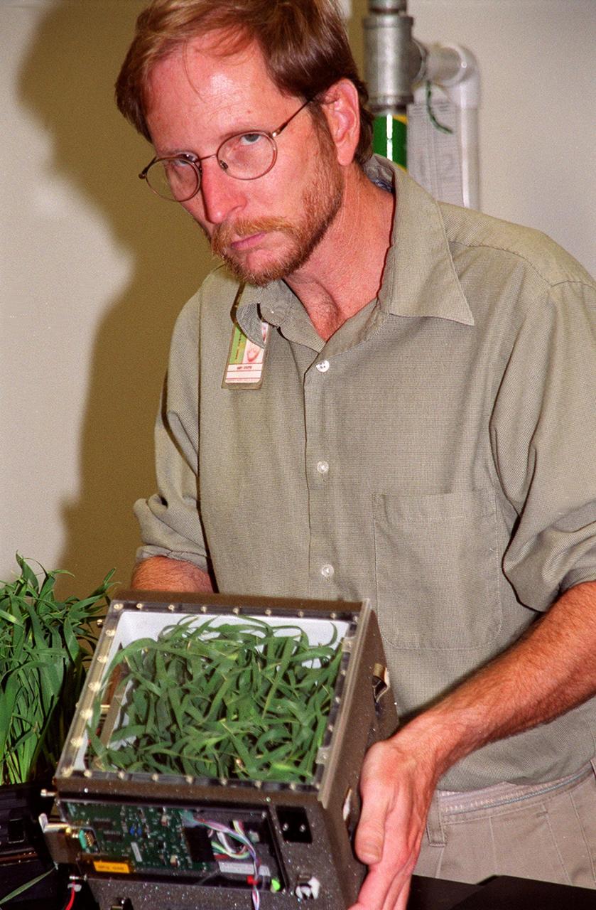  Research scientist Gary Stutte displays a wheat sample that is part of ground testing for the first International Space Station plant experiment, scheduled to fly in October 2001. The payload process testing is one of many studies being performed at the Biological Sciences Branch in the Spaceport Engineering and Technology Directorate at Kennedy Space Center. The branch's operations and research areas include life sciences Space Shuttle payloads, bioregenerative life-support for long-duration spaceflight and environmental/ecological stewardship