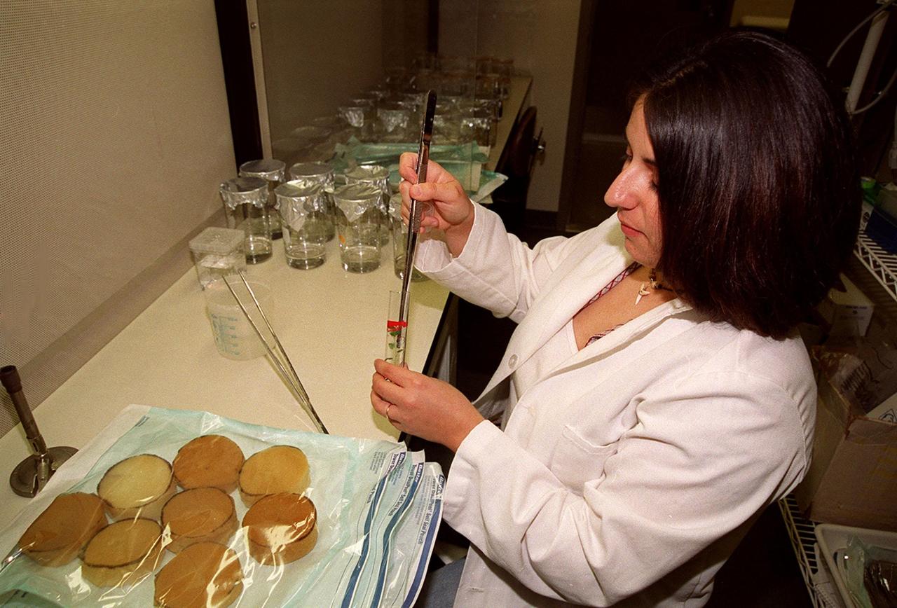  Research assistant Trisha Bruno performs an analysis on potato samples at Hangar L at the Cape Canaveral Air Force Station. The research she is performing is one of many studies at the Biological Sciences Branch in the Spaceport Engineering and Technology Directorate at Kennedy Space Center. The branch's operations and research areas include life sciences Space Shuttle payloads, bioregenerative life-support for long-duration spaceflight and environmental/ecological stewardship