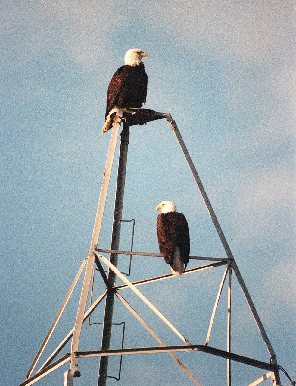 A pair of Florida bald eagles take advantage of a tower to rest and view the landscape near the intersection of the NASA Causeway and Kennedy Parkway North at Kennedy Space Center. This pair of eagles nests near Kennedy Parkway and is seen frequently by KSC commuters and visitors. The Southern Bald Eagle ranges throughout Florida and along the coasts of California, Texas, Louisiana and the south Atlantic states. Bald Eagles are listed as endangered in the U.S., except in five states where they are listed as threatened. The number of nesting pairs of the southern race once numbered several thousand; recent estimates are only 350-375. Most southern Florida eagles nesting at KSC arrive during late summer and leave for the north in late spring. They move to nest sites in October and November and lay one to three eggs. The young fledge from February to April. . Kennedy Space Center shares a boundary with the Merritt Island National Wildlife Refuge, which encompasses 92,000 acres that are a habitat for more than 331 species of birds, 31 mammals, 117 fishes, and 65 amphibians and reptiles. The marshes and open water of the refuge provide wintering areas for 23 species of migratory waterfowl, as well as a year-round home for great blue herons, great egrets, wood storks, cormorants, brown pelicans and other species of marsh and shore birds, as well as a variety of insects