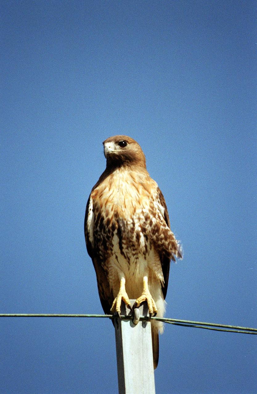 KENNEDY SPACE CENTER, FLA. -- At KSC, a red-tailed hawk waits on top of a utility pole for the slightest movement in the grass below. It feeds mostly on small rodents. Ranging in height from 18 inches to 25 inches, the species has a stocky build with a whitish breast and rust-colored tail. It has a high-pitched descending scream with a hoarse quality. The hawk inhabits mainly deciduous forest and adjacent open country from Alaska and Nova Scotia south to Panama. KSC shares a boundary with the Merritt Island National Wildlife Refuge, which encompasses 92,000 acres that are a habitat for more than 331 species of birds, 31 mammals, 117 fishes, and 65 amphibians and reptiles. The marshes and open water of the refuge provide wintering areas for 23 species of migratory waterfowl, as well as a year-round home for great blue herons, great egrets, wood storks, cormorants, brown pelicans and other species of marsh and shore birds, as well as a variety of insects