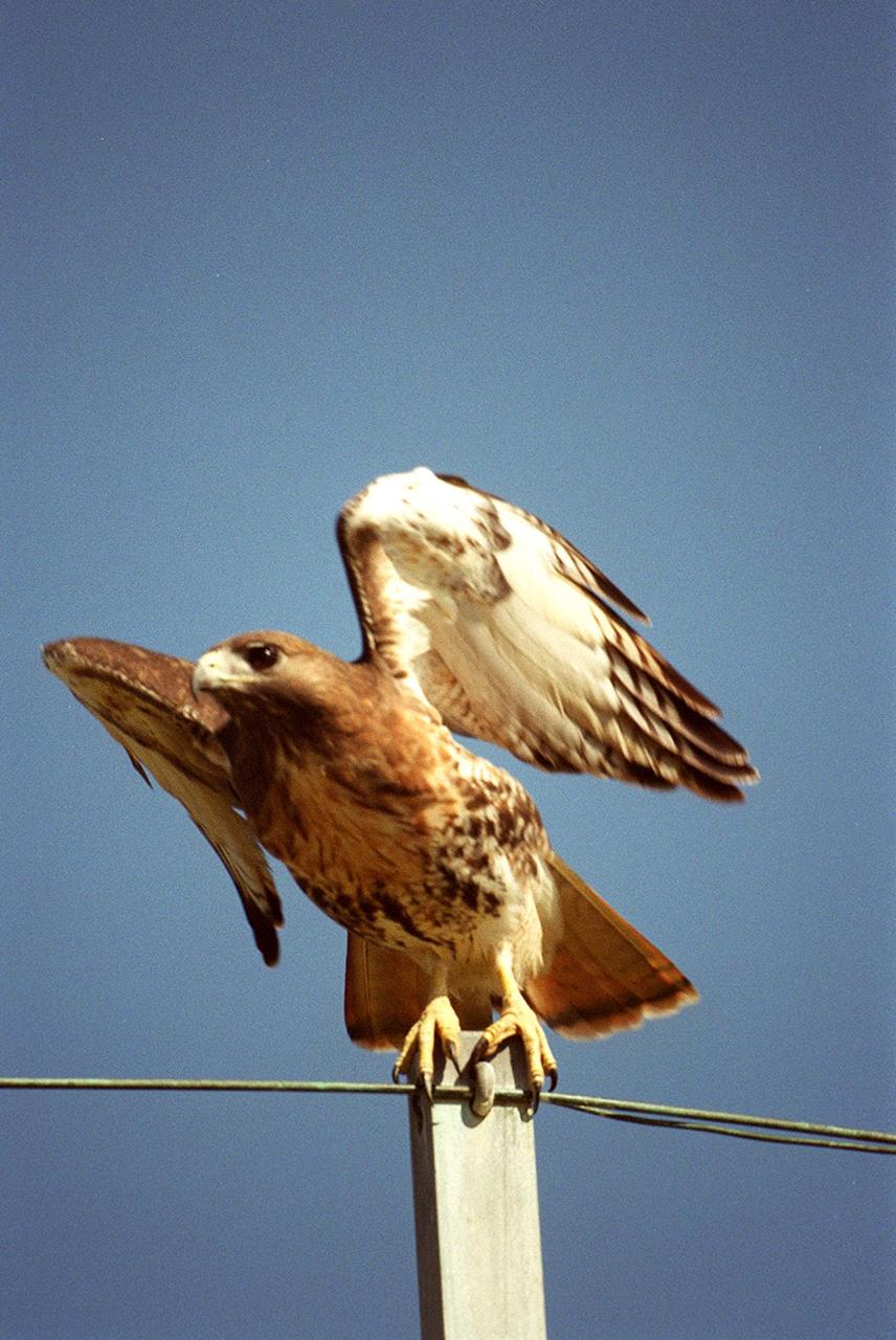 KENNEDY SPACE CENTER, FLA. -- From the top of a utility pole, a red-tailed hawk launches into flight, perhaps after spotting prey, typically a small rodent. Ranging in height from 18 inches to 25 inches, the species has a stocky build with a whitish breast and rust-colored tail. It has a high-pitched descending scream with a hoarse quality. The hawk inhabits mainly deciduous forest and adjacent open country from Alaska and Nova Scotia south to Panama. KSC shares a boundary with the Merritt Island National Wildlife Refuge, which encompasses 92,000 acres that are a habitat for more than 331 species of birds, 31 mammals, 117 fishes, and 65 amphibians and reptiles. The marshes and open water of the refuge provide wintering areas for 23 species of migratory waterfowl, as well as a year-round home for great blue herons, great egrets, wood storks, cormorants, brown pelicans and other species of marsh and shore birds, as well as a variety of insects