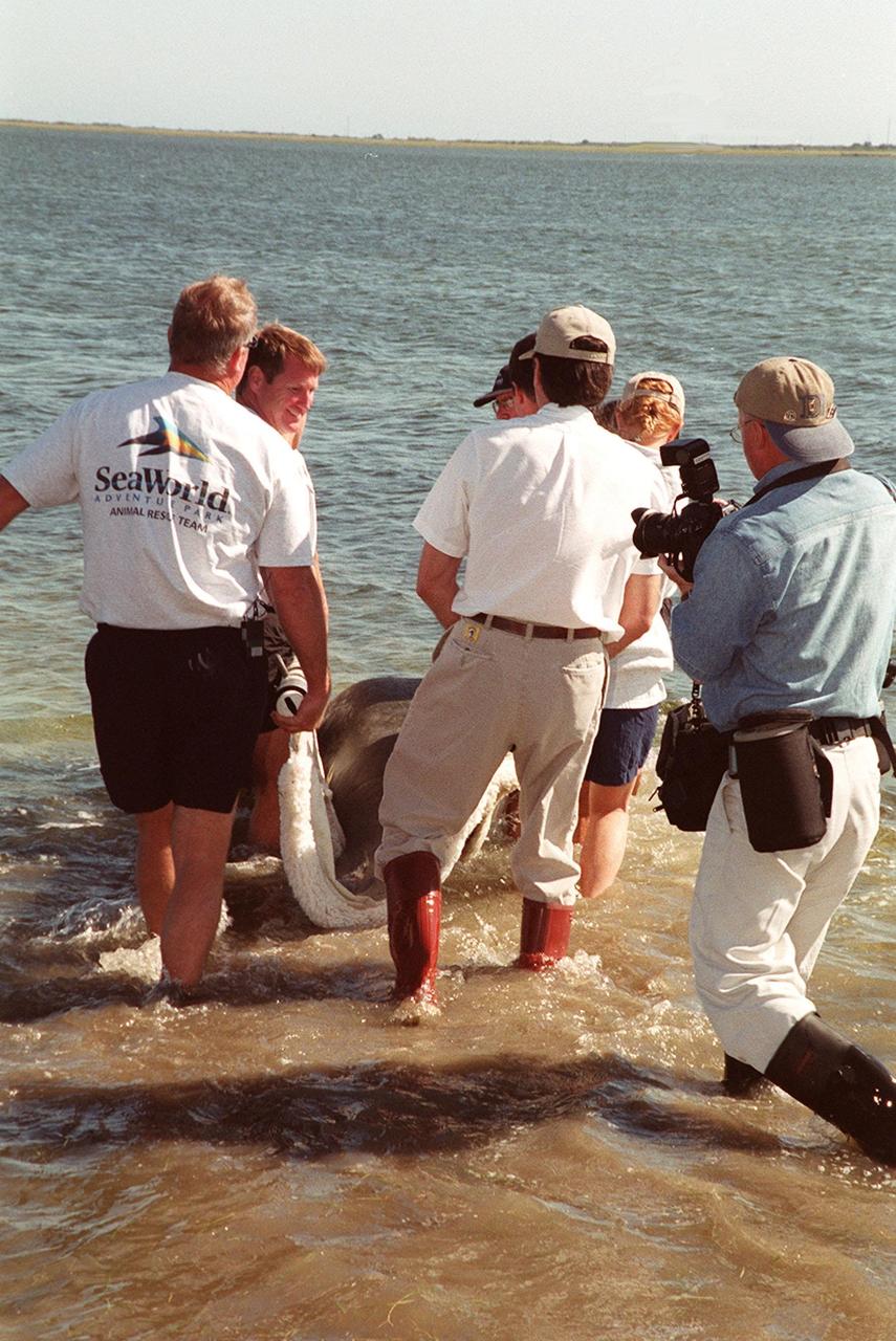KENNEDY SPACE CENTER, FLA. -- Sea World workers wade into the Banana River carrying a young manatee they are releasing. The site is on the north side of the NASA Causeway, near Kennedy Space Center. The calf was one of two manatees being released after recovering from injuries. Manatees are frequently seen in the waters around Kennedy Space Center, which is surrounded by the Merritt Island National Wildlife Refuge