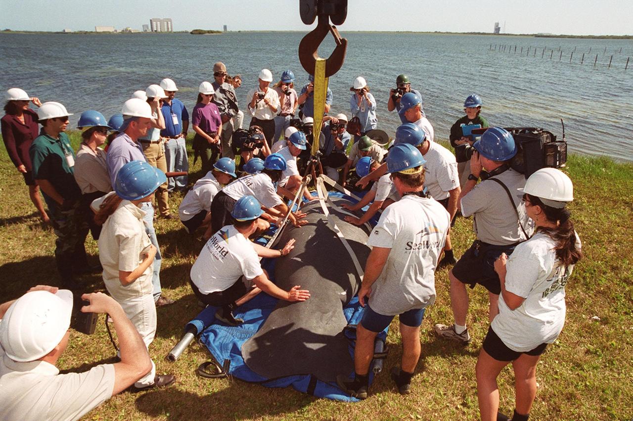 KENNEDY SPACE CENTER, FLA. -- Spectators and photographers gather around the adult manatee Sea World workers are releasing into the Banana River in the background. The site is on the north side of the NASA Causeway, near Kennedy Space Center. On the horizon at left can be seen the Vehicle Assembly Building. The weight of the manatee requires a hoist to lift it. Earlier, workers released a calf. The two manatees recovered from injuries at Sea World. Manatees are frequently seen in the waters around Kennedy Space Center, which is surrounded by the Merritt Island National Wildlife Refuge
