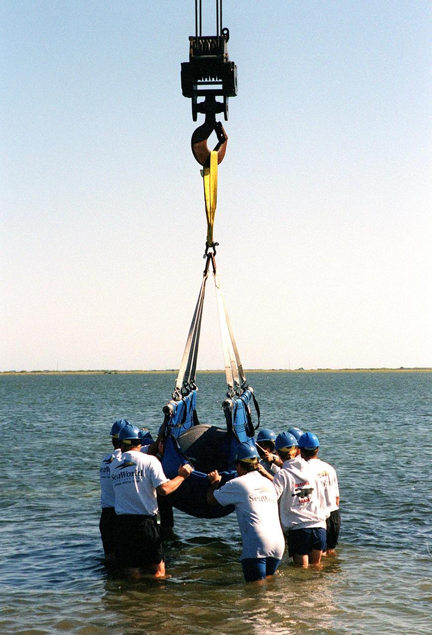 KENNEDY SPACE CENTER, FLA. -- Sea World workers wade into the Banana River while they steady the hoist and sling carrying a manatee. The site is on the north side of the NASA Causeway, near Kennedy Space Center. The manatee is one of two released after recovering at Sea World from injuries. Manatees are frequently seen in the waters around Kennedy Space Center, which is surrounded by the Merritt Island National Wildlife Refuge