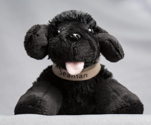 NASA image: Toy Dog Portrait