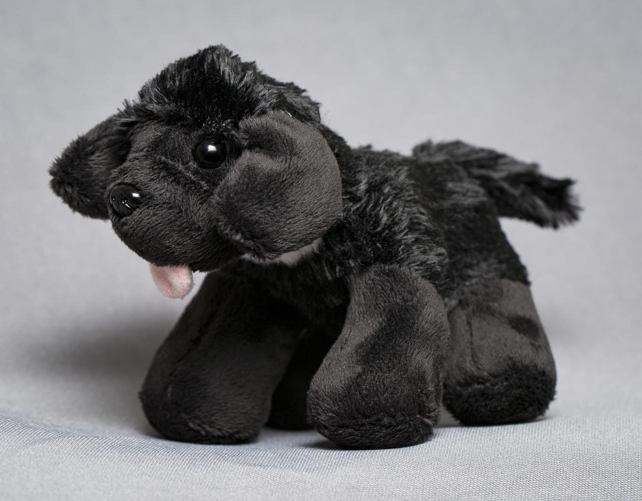 A toy dog named Seaman Jr., representing the Newfoundland that accompanied Lewis and Clark on their historic expedition in the 1800's, is seen here, Thursday, May 3, 2018 at NASA Headquarters in Washington. Seaman Jr. is headed to the International Space Station this summer to help celebrate NASA’s 60th Anniversary and the National Trail System’s 50th anniversary. Photo Credit: (NASA/Aubrey Gemignani)