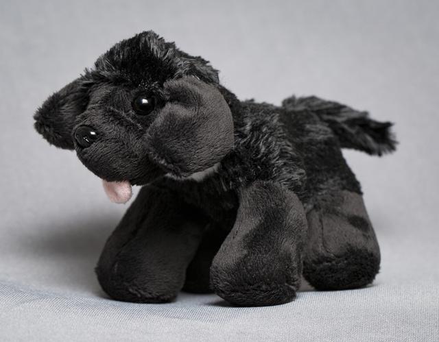 NASA image: Toy Dog Portrait