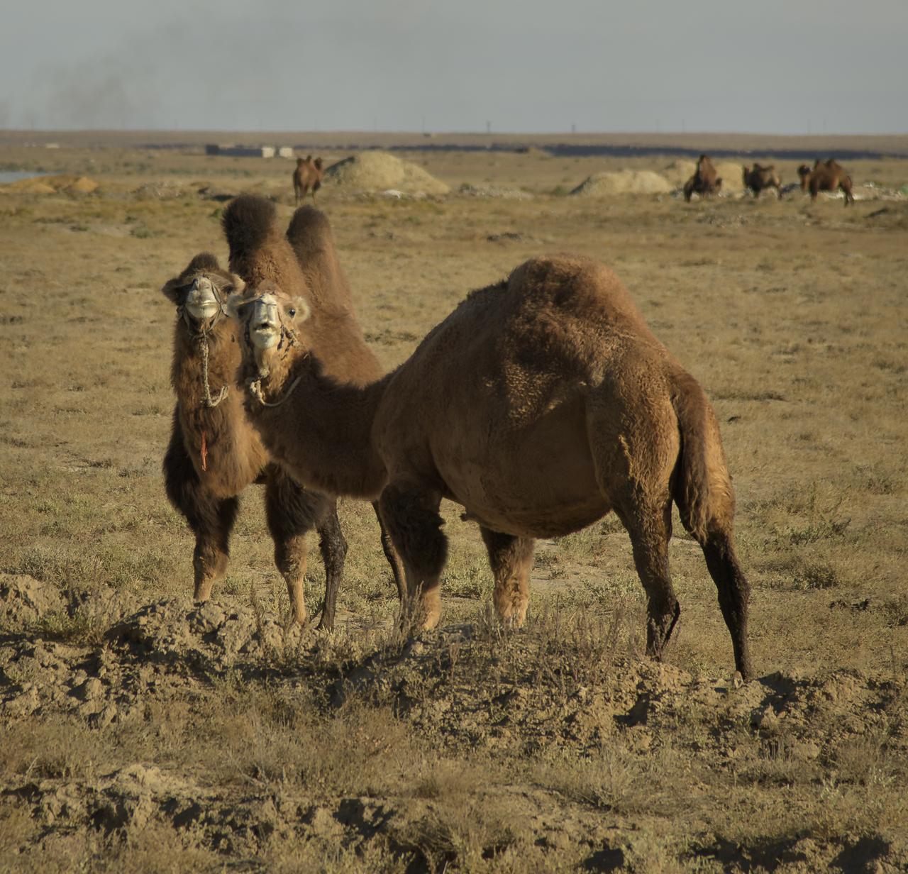 Camels are seen as NASA and Roscosmos teams arrive in advance of the launch of Expedition 57 Flight Engineer Nick Hague of NASA and Flight Engineer Alexey Ovchinin of Roscosmos, Monday, Oct. 8, 2018 in Baikonur, Kazakhstan. Hague and Ovchinin are scheduled to launch October 11 on a Soyuz rocket and will spend the next six months living and working aboard the International Space Station. Photo Credit: (NASA/Bill Ingalls)