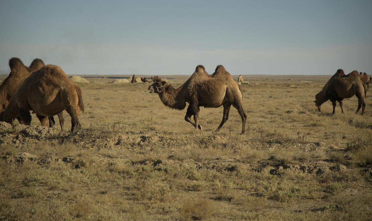 Camels are seen as NASA and Roscosmos teams arrive in advance of the launch of Expedition 57 Flight Engineer Nick Hague of NASA and Flight Engineer Alexey Ovchinin of Roscosmos, Monday, Oct. 8, 2018 in Baikonur, Kazakhstan. Hague and Ovchinin are scheduled to launch October 11 on a Soyuz rocket and will spend the next six months living and working aboard the International Space Station. Photo Credit: (NASA/Bill Ingalls)