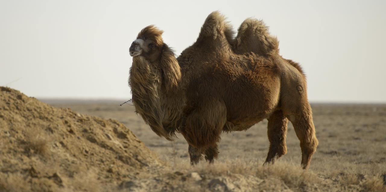 A camel is seen as NASA and Roscosmos teams arrive at the Krayniy Airport in Baikonur, Kazakhstan several days ahead of the launch of Expedition 59 crewmembers Nick Hague and Christina Koch of NASA, along with Alexey Ovchinin of Roscosmos, Monday, March 11, 2019. Hague, Koch, and Ovchinin will launch March 14, U.S. time, on the Soyuz MS-12 spacecraft from the Baikonur Cosmodrome for a six-and-a-half month mission on the International Space Station. Photo Credit: (NASA/Bill Ingalls)