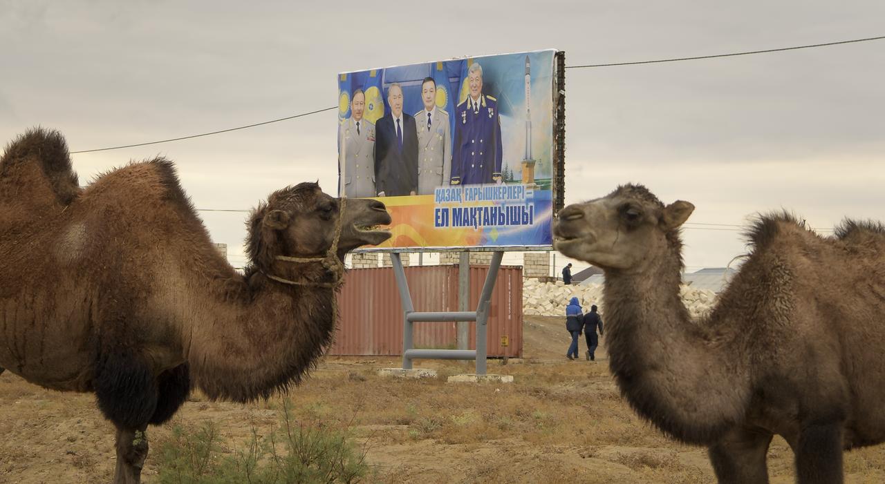 Camels are seen as NASA and Roscosmos teams arrive in advance of the launch of Expedition 61 crewmembers Jessica Meir of NASA and Oleg Skripochka of Roscosmos, and spaceflight participant Hazzaa Ali Almansoori of the United Arab Emirates Sunday, Sept. 22, 2019 in Baikonur, Kazakhstan. Meir, Skripochka, and Almansoori will launch September 25 on the Soyuz MS-15 spacecraft from the Baikonur Cosmodrome to the International Space Station. Photo Credit: (NASA/Bill Ingalls)