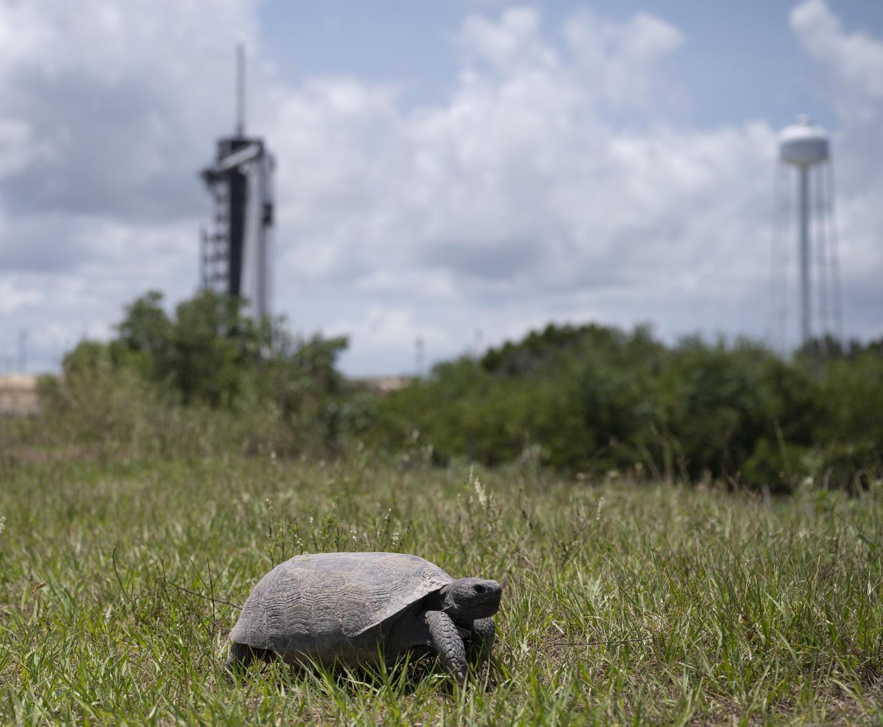 A gopher tortoise is seen making its way towards its burrow near Launch Complex 39A as preparations continue for NASA’s SpaceX Demo-2 mission, Friday, May 29, 2020, at NASA’s Kennedy Space Center in Florida. NASA’s SpaceX Demo-2 mission is the first launch with astronauts of the SpaceX Crew Dragon spacecraft and Falcon 9 rocket to the International Space Station as part of the agency’s Commercial Crew Program. The test flight serves as an end-to-end demonstration of SpaceX’s crew transportation system. Robert Behnken and Douglas Hurley are scheduled to launch at 3:22 p.m. EDT on Saturday, May 30, from Launch Complex 39A at the Kennedy Space Center. A new era of human spaceflight is set to begin as American astronauts once again launch on an American rocket from American soil to low-Earth orbit for the first time since the conclusion of the Space Shuttle Program in 2011. Photo Credit: (NASA/Joel Kowsky)