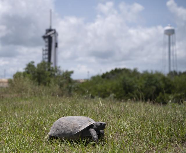 NASA image: SpaceX Demo-2 Preflight