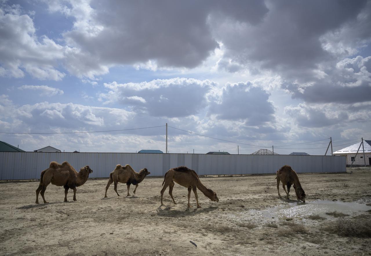 Camels are spotted as NASA team members arrive in Baikonur, Kazakhstan in advance of the launch of Expedition 65 crewmembers Mark Vande Hei of NASA, Pyotr Dubrov and Oleg Novitskiy of Roscosmos, Monday, April 5, 2021. Vande Hei, Dubrov, and Novitskiy are scheduled to launch aboard their Soyuz MS-18 spacecraft on April 9.  Photo Credit: (NASA/Bill Ingalls)