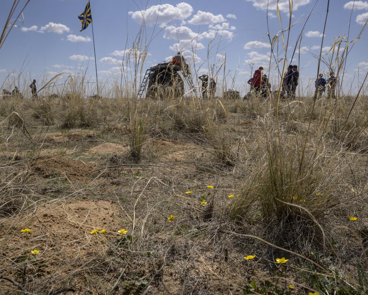 Desert flowers are seen as Russian support personnel work around the Soyuz MS-17 spacecraft shortly after it landed n a remote area near the town of Zhezkazgan, Kazakhstan with Expedition 64 crew members Kate Rubins of NASA, Sergey Ryzhikov and Sergey Kud-Sverchkov of Roscosmos, Saturday, April 17, 2021. Rubins, Ryzhikov and Kud-Sverchkov returned after 185 days in space having served as Expedition 63-64 crew members onboard the International Space Station. Photo Credit: NASA/Bill Ingalls
