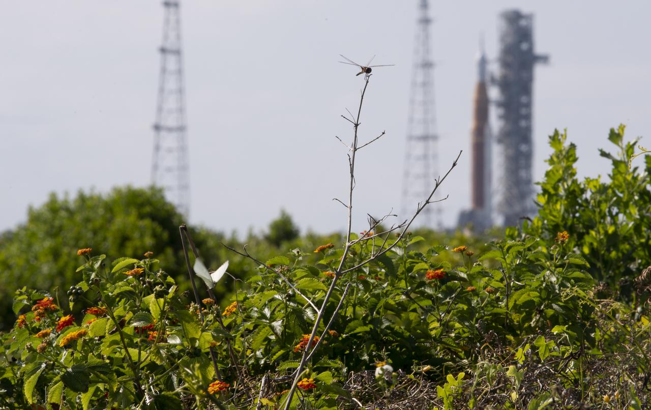 A dragon fly is seen as NASA’s Space Launch System (SLS) rocket with the Orion spacecraft aboard atop a mobile launcher at Launch Complex 39B undergoes the wet dress rehearsal test, Monday, April 4, 2022, NASA’s Kennedy Space Center in Florida. Ahead of NASA’s Artemis I flight test, the wet dress rehearsal will run the Artemis I launch team through operations to load propellant, conduct a full launch countdown, demonstrate the ability to recycle the countdown clock, and drain the tanks to practice timelines and procedures for launch.  Photo Credit: (NASA/Joel Kowsky)