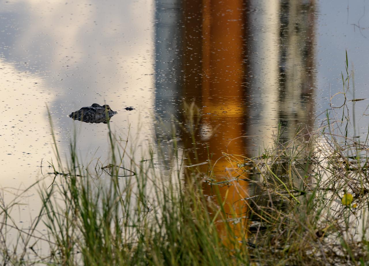 An alligator is seen in a pond outside of Launch Pad 39B as NASA’s Space Launch System (SLS) rocket with the Orion spacecraft aboard is reflected in the water, Friday, Sept. 2, 2022, at NASA’s Kennedy Space Center in Florida. NASA’s Artemis I flight test is the first integrated test of the agency’s deep space exploration systems: the Orion spacecraft, SLS rocket, and supporting ground systems. Launch of the uncrewed flight test is targeted for Sept. 3 at 2:17 p.m. EDT. Photo Credit: (NASA/Bill Ingalls)