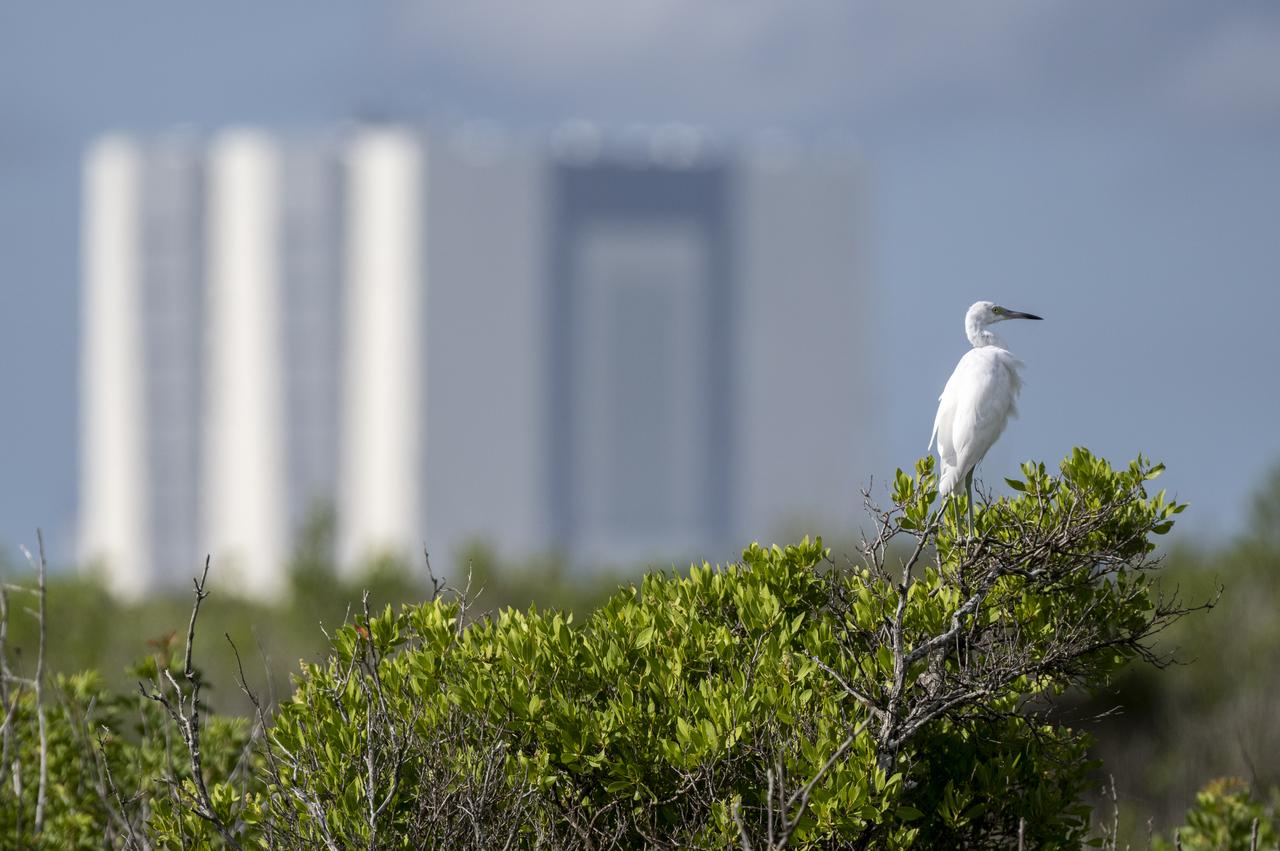 A little blue heron is seen in front of the Vehicle Assembly Building as preparations for launch continue, Friday, Sept. 2, 2022, at NASA’s Kennedy Space Center in Florida. NASA’s Artemis I flight test is the first integrated test of the agency’s deep space exploration systems: the Orion spacecraft, SLS rocket, and supporting ground systems. Launch of the uncrewed flight test is targeted for Sept. 3 at 2:17 p.m. EDT. Photo Credit: (NASA/Keegan Barber)