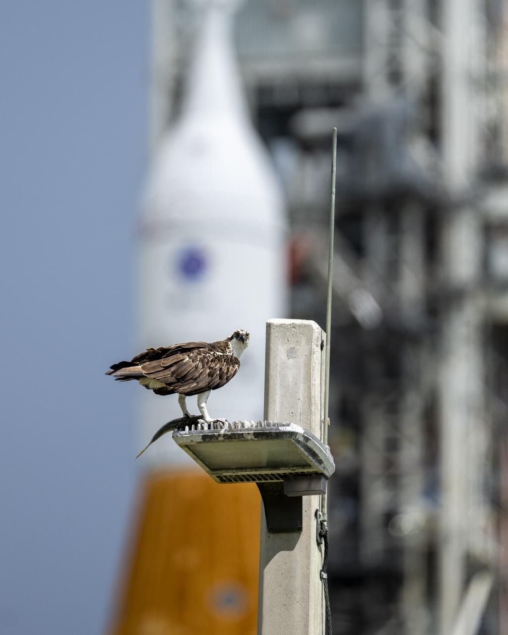 An osprey is seen in front of NASA’s Space Launch System (SLS) rocket with the Orion spacecraft aboard is seen atop a mobile launcher at Launch Pad 39B as preparations for launch continue, Friday, Sept. 2, 2022, at NASA’s Kennedy Space Center in Florida. NASA’s Artemis I flight test is the first integrated test of the agency’s deep space exploration systems: the Orion spacecraft, SLS rocket, and supporting ground systems. Launch of the uncrewed flight test is targeted for Sept. 3 at 2:17 p.m. EDT. Photo Credit: (NASA/Keegan Barber)