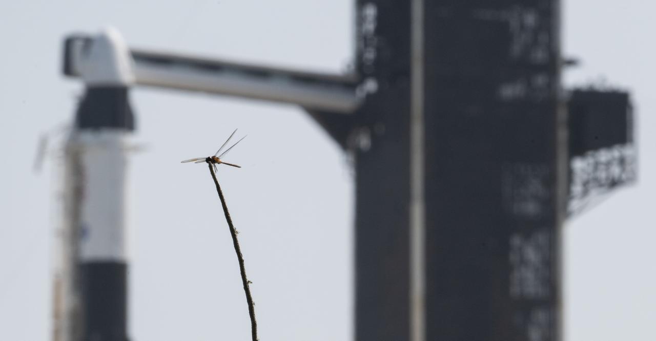 A dragonfly is seen in front of a SpaceX Falcon 9 rocket with the company's Dragon spacecraft on top at Launch Complex 39A as preparations continue for the Crew-7 mission, Monday, Aug. 21, 2023, at NASA’s Kennedy Space Center in Florida. NASA’s SpaceX Crew-7 mission is the seventh crew rotation mission of the SpaceX Crew Dragon spacecraft and Falcon 9 rocket to the International Space Station as part of the agency’s Commercial Crew Program. NASA astronaut Jasmin Moghbeli, ESA (European Space Agency) astronaut Andreas Mogensen, Japan Aerospace Exploration Agency (JAXA) astronaut Satoshi Furukawa, and Roscosmos cosmonaut Konstantin Borisov are scheduled to launch at 3:49 a.m. EDT on Friday, August 25, from Launch Complex 39A at the Kennedy Space Center. Photo Credit: (NASA/Joel Kowsky)