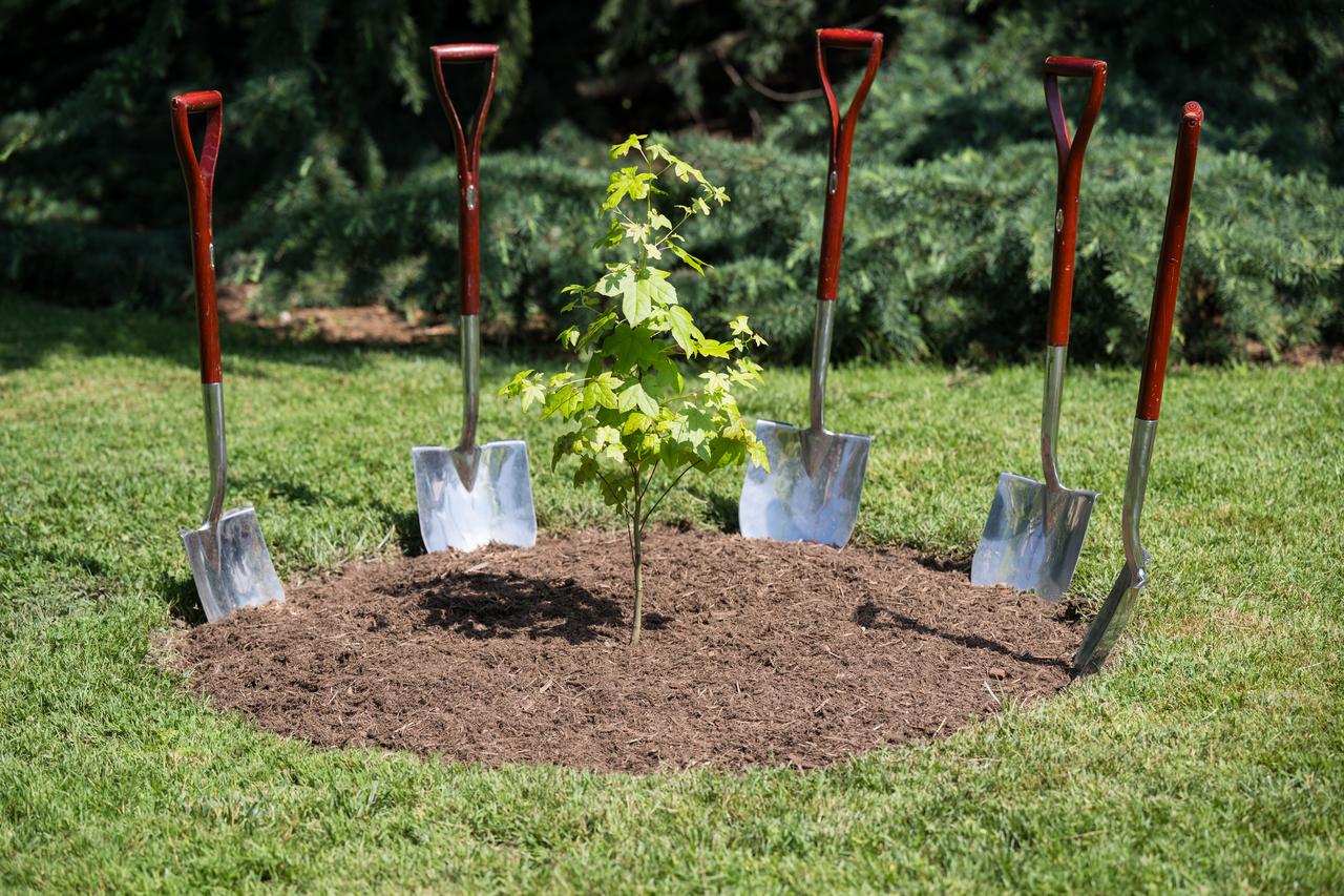 An American Sweetgum sapling grown from a seed that was flown around the Moon during the Artemis I mission is seen before a Moon tree dedication ceremony, Tuesday, June 4, 2024 at the United States Capitol in Washington. Photo Credit: (NASA/Aubrey Gemignani)
