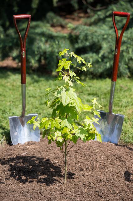 NASA image: Artemis II Astronauts Participate in Moon Tree Dedication Ceremo