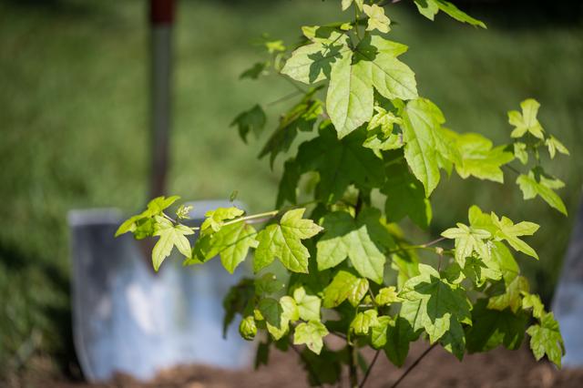 NASA image: Artemis II Astronauts Participate in Moon Tree Dedication Ceremo