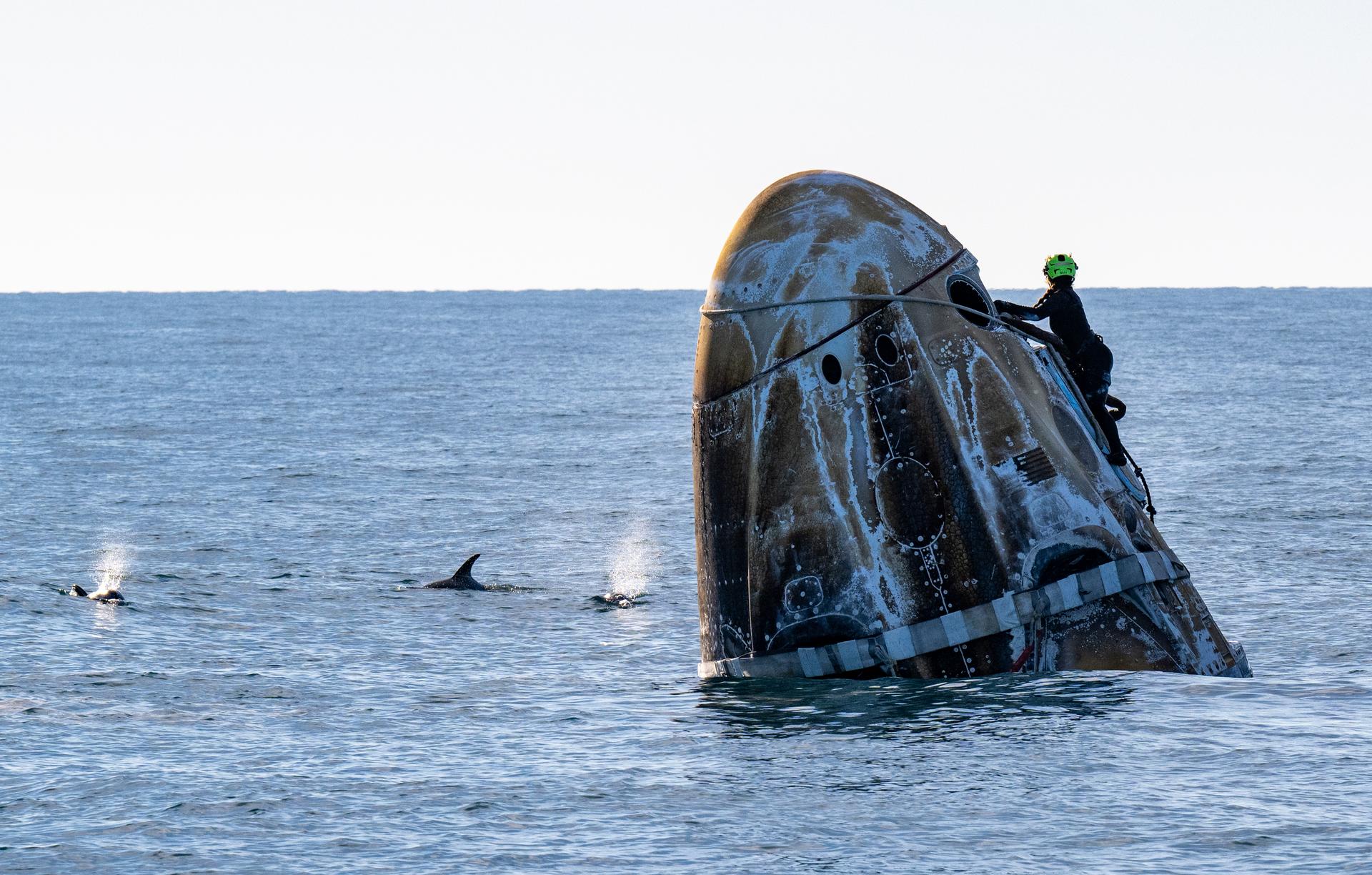 Image shows a SpaceX crew capsule in the water surrounded by dolphins following splashdown in the Gulf of America on Tuesday, March 18, 2025. Photo credit: NASA/Keegan Barber