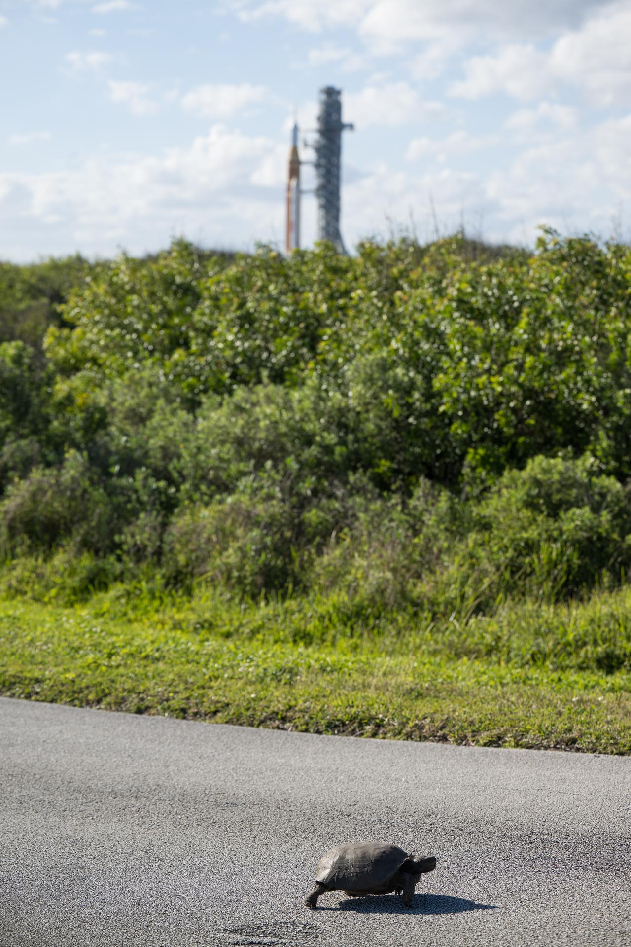 A tortoise is seen as NASA’s Artemis II Space Launch System (SLS) rocket and Orion spacecraft, secured to the mobile launcher, make the 4.2 mile journey toward Launch Pad 39B, Saturday, Jan. 17, 2026, at NASA’s Kennedy Space Center in Florida. NASA’s Artemis II test flight will take Commander Reid Wiseman, Pilot Victor Glover, and Mission Specialist Christina Koch from NASA, and Mission Specialist Jeremy Hansen from the CSA (Canadian Space Agency), around the Moon and back to Earth no later than no later than April 2026. Photo Credit: (NASA/Aubrey Gemignani)