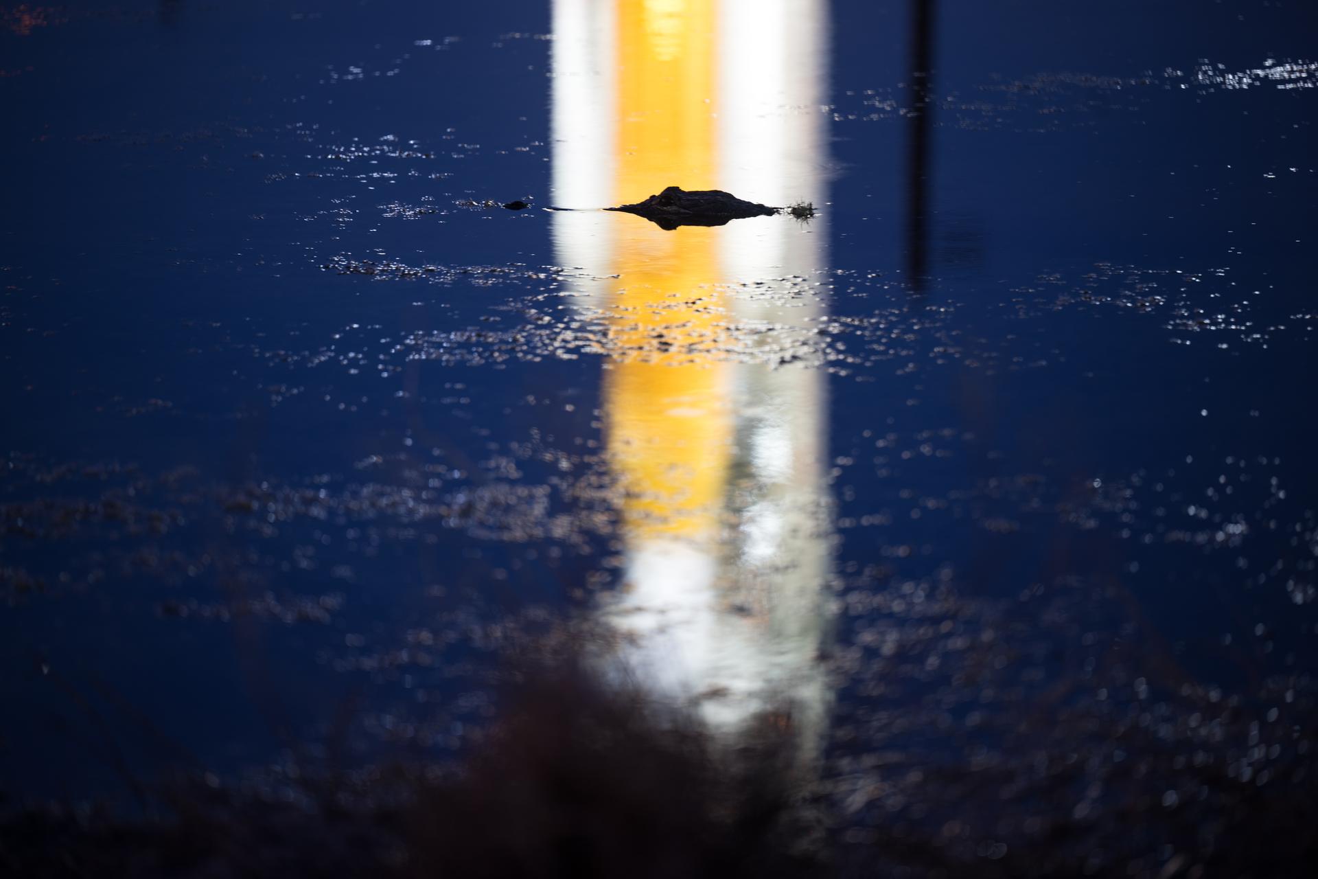 An alligator is seen in a reflection of NASA’s Artemis II Space Launch System (SLS) rocket and Orion spacecraft illuminated by lights at Launch Complex 39B, Tuesday, Feb. 10, 2026, at NASA’s Kennedy Space Center in Florida. In the coming days, engineers will prepare for the second wet dress rehearsal, a two-day test that simulates launch day. The Artemis II test flight will take Commander Reid Wiseman, Pilot Victor Glover, and Mission Specialist Christina Koch from NASA, and Mission Specialist Jeremy Hansen from the CSA (Canadian Space Agency), around the Moon and back to Earth no later than April 2026. Photo Credit: (NASA/Aubrey Gemignani)