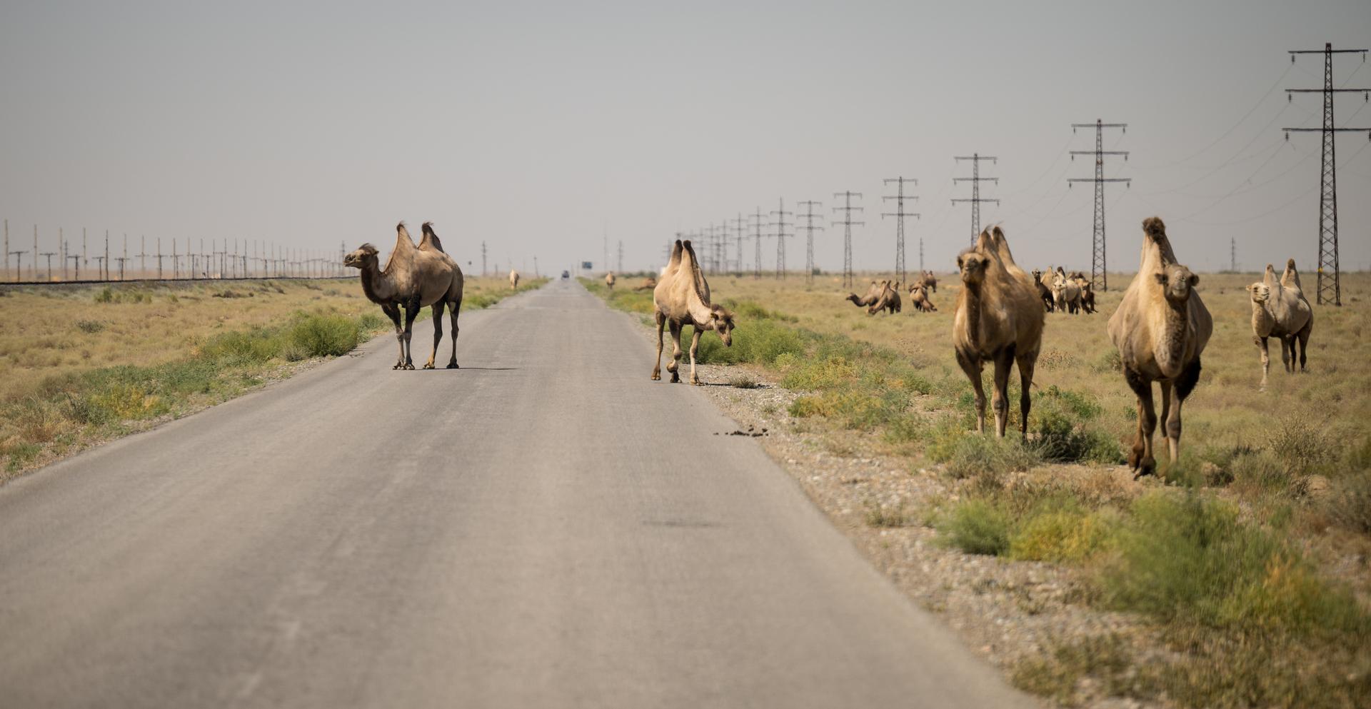 Camels are seen grazing, Saturday, July 11, 2026, at the Baikonur Cosmodrome in Kazakhstan. Expedition 75 crewmembers: NASA astronaut Anil Menon, Roscosmos cosmonauts Pyotr Dubrov and Anna Kikina are scheduled to launch aboard their Soyuz MS-29 spacecraft on July 14. Photo Credit: (NASA/Bill Ingalls)