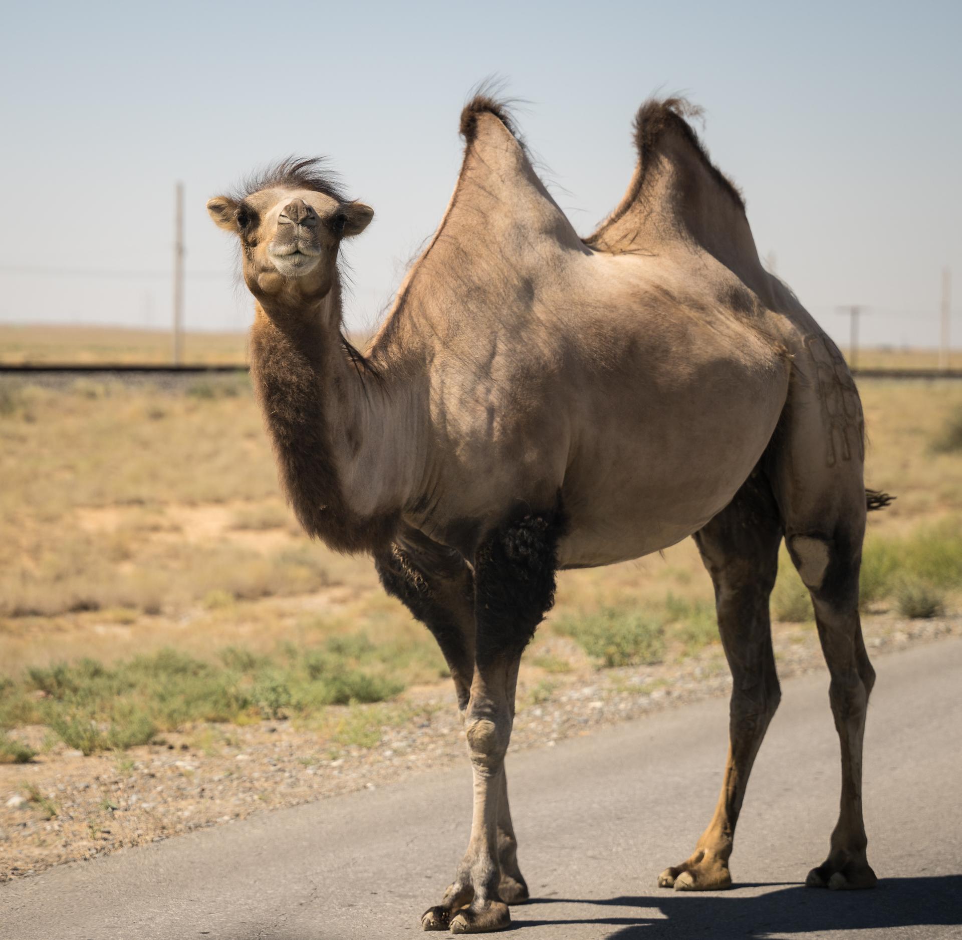 A camel is seen in the road, Saturday, July 11, 2026, at the Baikonur Cosmodrome in Kazakhstan. Expedition 75 crewmembers: NASA astronaut Anil Menon, Roscosmos cosmonauts Pyotr Dubrov and Anna Kikina are scheduled to launch aboard their Soyuz MS-29 spacecraft on July 14. Photo Credit: (NASA/Bill Ingalls)