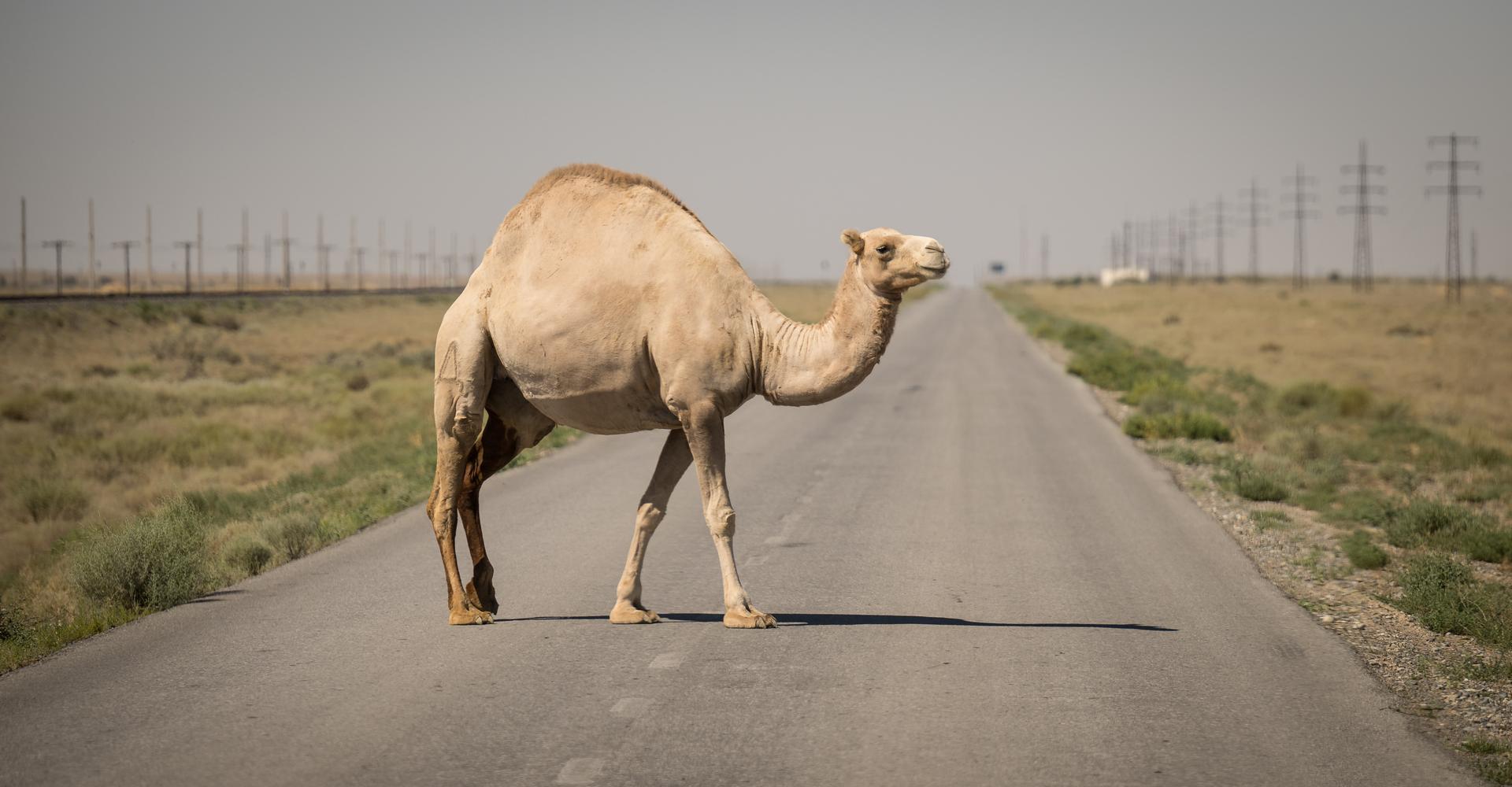 A camels is seen in the road, Saturday, July 11, 2026, at the Baikonur Cosmodrome in Kazakhstan. Expedition 75 crewmembers: NASA astronaut Anil Menon, Roscosmos cosmonauts Pyotr Dubrov and Anna Kikina are scheduled to launch aboard their Soyuz MS-29 spacecraft on July 14. Photo Credit: (NASA/Bill Ingalls)