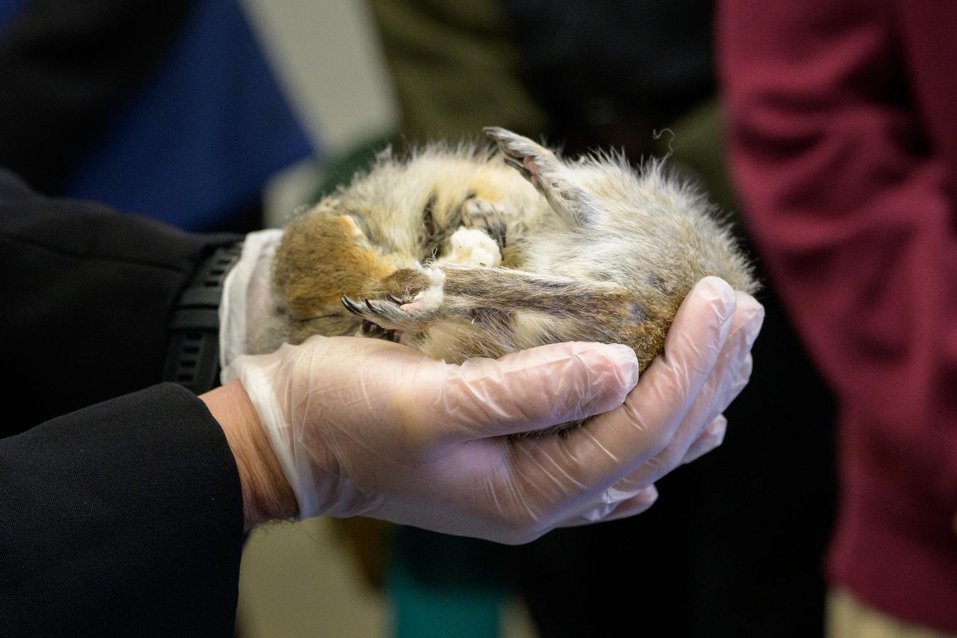 NASA Administrator Jared Isaacman holds a hibernating Arctic ground squirrel during a Space Grant Science Science Fare, Monday, Oct. 5, 2026, at the University of Alaska Fairbanks, in Fairbanks, Alaska. Hibernation is a naturally occurring phenomenon in ground squirrels and other species in which metabolic rate and core body temperature are drastically reduced for extended periods. The study looks at the ability of the squirrels to retain muscle and bone mass during extended hibernation and they think it could apply to astronauts. NASA’s visit to Alaska is part of the agency's Inspiration Tour, aimed at strengthening connections between NASA and its partners and showcasing innovation in air and space in the lead up to the MAX POWER aerospace technology expo and airshow at the agency's Kennedy Space Center in early November. Photo Credit: (NASA/Bill Ingalls)
