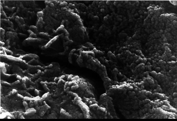 This electron microscope image shows extremely tiny tubular structures that are possible microscopic fossils of bacteria-like organisms that may have lived on Mars more than 3.6 billion years ago.  http://photojournal.jpl.nasa.gov/catalog/PIA00285