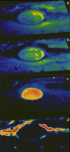 The Near-Infrared Mapping Spectrometer (NIMS) instrument looks at Jupiter's Great Red Spot, in these views from June 26, 1996. NIMS studies infrared wavelengths of light that our eye cannot see. These maps are at four different infrared wavelengths, each one picked to reveal something different about the atmosphere.  The top image is a false color map of a wavelength that is at the red edge of our ability to see. It shows the shapes of features that we would see with our eyes.  The second map is of ammonia ice, red showing where the most ice is, blue where none exists. The differences between this and the first image are due to the amount and size of ammonia ice crystals.  The third map down is from a wavelength that shows cloud heights, with the highest clouds in red, and the lowest in blue.  The bottom map uses a wavelength that shows the hot Jupiter shining through the clouds. Red represents the thinnest clouds, and blue is thickest where it is more difficult to see below. Comparing the bottom two images, note that the highest clouds are in the center of the Great Red Spot, while there are relatively few clouds around the edges.  http://photojournal.jpl.nasa.gov/catalog/PIA00501