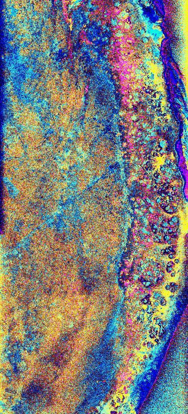 This is a radar image of the southwest portion of the buried Chicxulub impact crater in the Yucatan Peninsula, Mexico.  The radar image was acquired on orbit 81 of space shuttle Endeavour on April 14, 1994 by the Spaceborne Imaging Radar C/X-Band Synthetic Aperture Radar (SIR-C/X-SAR). The image is centered at 20 degrees north latitude and 90 degrees west longitude.  Scientists believe the crater was formed by an asteroid or comet which slammed into the Earth more than 65 million years ago. It is this impact crater that has been linked to a major biological catastrophe where more than 50 percent of the Earth's species, including the dinosaurs, became extinct. The 180-to 300-kilometer-diameter (110- to 180-mile) crater is buried by 300 to 1,000 meters (1,000 to 3,000 feet) of limestone. The exact size of the crater is currently being debated by scientists.  This is a total power radar image with L-band in red, C-band in green, and the difference between C-band L-band in blue. The 10-kilometer-wide (6-mile) band of yellow and pink with blue patches along the top left (northwestern side) of the image is a mangrove swamp. The blue patches are islands of tropical forests created by freshwater springs that emerge through fractures in the limestone bedrock and are most abundant in the vicinity of the buried crater rim. The fracture patterns and wetland hydrology in this region are controlled by the structure of the buried crater. Scientists are using the SIR-C/X-SAR imagery to study wetland ecology and help determine the exact size of the impact crater.  http://photojournal.jpl.nasa.gov/catalog/PIA01723