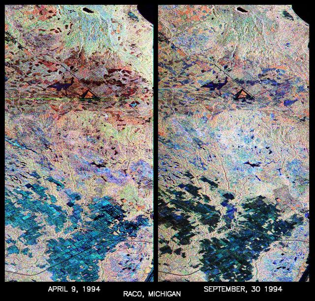 These are two false-color composites of Raco, Michigan, located at the eastern end of Michigan upper peninsula, west of Sault Ste. Marie and south of Whitefish Bay on Lake Superior. The two images (centered at 46.39 degrees north latitude, 84.88 degrees west longitude) show significant seasonal changes in the mid-latitude region of mixed deciduous and coniferous forests.  The images were acquired by the Spaceborne Imaging Radar-C and X-band Synthetic Aperture Radar (SIR-C/X-SAR) aboard the shuttle Endeavour on the sixth orbit of each mission. In these images, red is L-band (23 cm) with horizontal/vertical polarization; green is C-band (6 cm) with horizontal/vertical polarization; blue is C-band with horizontal/horizontal polarization. The region shown is largely forested and includes a large portion of Hiawatha National Forest, as well as an agricultural region near the bottom of each image. In early April, the area was snow-covered with up to 50 centimeters (19.5 inches) of snow in forest clearings and agricultural fields. Buds had not yet broken on deciduous trees, but the trees were not frozen and sap was generally flowing. Lake Superior, in the upper right, and the small inland lakes were frozen and snow-covered on April 9, 1994. By the end of September, deciduous trees were just beginning to change color after a relatively wet period. Leaf loss was estimated at about 30 percent, depending on the species, and the soil was moist to wet after a heavy rainfall on September 28, 1994. Most agricultural fields were covered with grasses of up to 60 centimeters (23 inches) in height.  In the two images the colors are related to the types of land cover (i.e. vegetation type) and the brightness is related to the amount of plant material and its relative moisture content. Significant seasonal changes between early spring and early fall are illustrated by this pair of images. For the agricultural region near the bottom of the images, the change from snow-cover to moist soil with short vegetation cover is shown by the color change from blue to green and blue. The green color corresponds to significant increases in vegetation cover and field-to-field differences in blue are the result of differences in surface roughness and soil moisture. In the forested areas, many of the conifer forests appear similar in both images (red pine forests appear red in both images). However, there is more blue and green in the September 30, 1994 image as a consequence of greater foliage and more moisture in the forest crowns. Lowland conifer forests (spruce and northern white cedars) appear as bright green in both images. Deciduous forests produce very strong radar returns at these frequencies and polarization combinations, resulting in a nearly white appearance on the images (the specific color mix is related to the local species mix). In the September 30, 1994 image, the areas of deciduous forest appear darker than in the April image because of the weaker radar signal from the foliage in the crown layer. The clear-cut areas (shown in April by the irregularly shaped dark areas in the center) change dramatically in appearance due to loss of snow cover and increases in soil moisture and vegetation cover by the end of September.  http://photojournal.jpl.nasa.gov/catalog/PIA01730