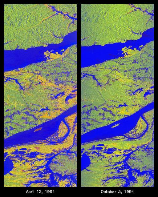 These two false-color images of the Manaus region of Brazil in South America were acquired by the Spaceborne Imaging Radar-C and X-band Synthetic Aperture Radar on board the space shuttle Endeavour. The image at left was acquired on April 12, 1994, and the image at right was acquired on October 3, 1994. The area shown is approximately 8 kilometers by 40 kilometers (5 miles by 25 miles). The two large rivers in this image, the Rio Negro (at top) and the Rio Solimoes (at bottom), combine at Manaus (west of the image) to form the Amazon River. The image is centered at about 3 degrees south latitude and 61 degrees west longitude. North is toward the top left of the images.  The false colors were created by displaying three L-band polarization channels: red areas correspond to high backscatter, horizontally transmitted and received, while green areas correspond to high backscatter, horizontally transmitted and vertically received. Blue areas show low returns at vertical transmit/receive polarization; hence the bright blue colors of the smooth river surfaces can be seen. Using this color scheme, green areas in the image are heavily forested, while blue areas are either cleared forest or open water. The yellow and red areas are flooded forest or floating meadows.  The extent of the flooding is much greater in the April image than in the October image and appears to follow the 10-meter (33-foot) annual rise and fall of the Amazon River. The flooded forest is a vital habitat for fish, and floating meadows are an important source of atmospheric methane. These images demonstrate the capability of SIR-C/X-SAR to study important environmental changes that are impossible to see with optical sensors over regions such as the Amazon, where frequent cloud cover and dense forest canopies block monitoring of flooding. Field studies by boat, on foot and in low-flying aircraft by the University of California at Santa Barbara, in collaboration with Brazil's Instituto Nacional de Pesguisas Estaciais, during the first and second flights of the SIR-C/X-SAR system have validated the interpretation of the radar images.  http://photojournal.jpl.nasa.gov/catalog/PIA01735